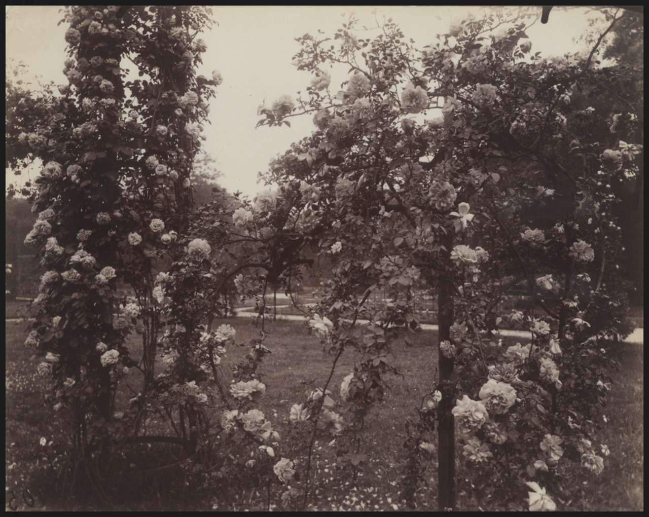 Eugene Atget - Bagatelle, roseraie. 1921