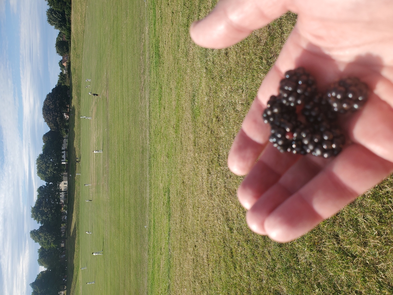 Cricket with free food