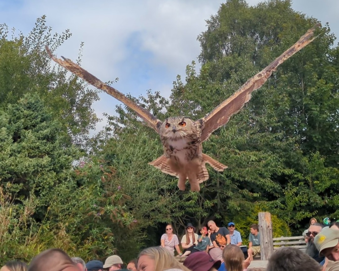 Flying owl